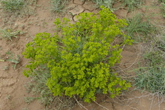 Euphorbia esula