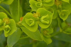 Euphorbia esula