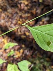 Cornus foemina