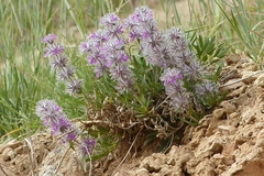Stachys lavandulifolia