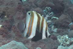 Coradion melanopus