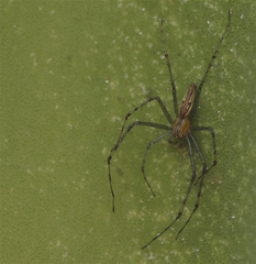 Peucetia rubrolineata