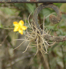 Tillandsia recurvata
