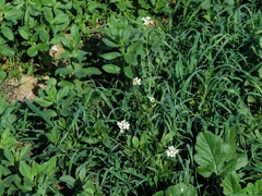 Diplotaxis erucoides