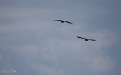 Theristicus caerulescens