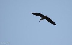 Theristicus caerulescens
