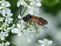 Arge melanochra