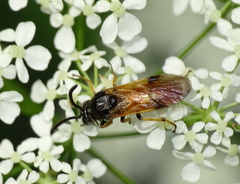 Arge melanochra
