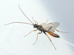 Ctenopelmatinae