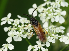 Arge melanochra