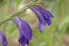 Gladiolus atroviolaceus