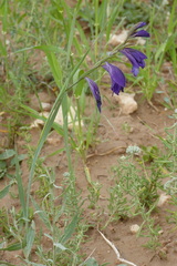 Gladiolus atroviolaceus
