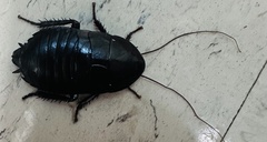 Eurycotis floridana
