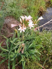 Crinum bulbispermum