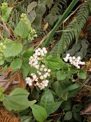 Ageratum conyzoides