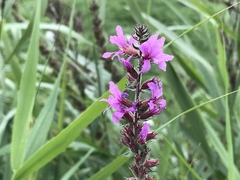 Lythrum salicaria