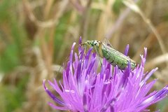 Oncotylus viridiflavus