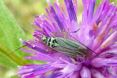 Oncotylus viridiflavus