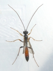 Ctenopelmatinae