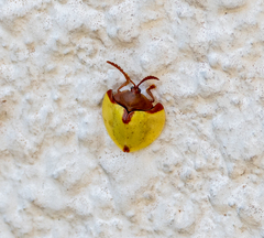 Paraselenis dichroa