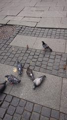 Columba livia domestica