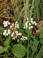 Ageratum conyzoides