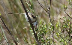Alectrurus risora