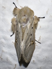 Naroma varipes