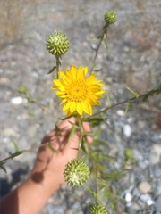 Grindelia integrifolia