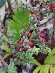 Galium hypocarpium