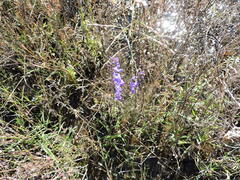 Lobelia fenestralis