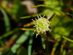 Leptinella squalida