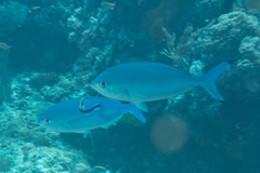 Caesio lunaris