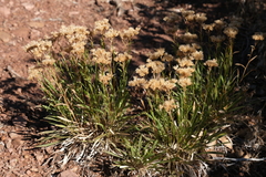 Petradoria pumila