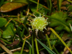Leptinella squalida