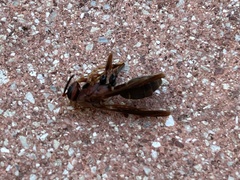 Polistes fuscatus