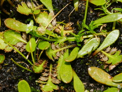 Leptinella squalida