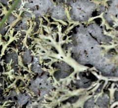 Cladonia perforata image