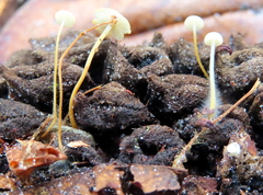 Strobilurus conigenoides