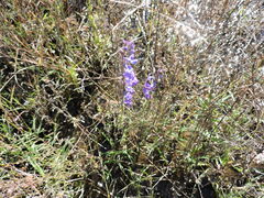 Lobelia fenestralis