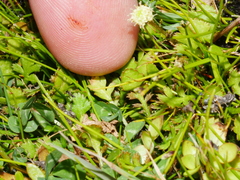 Leptinella squalida