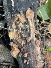 Auricularia angiospermarum