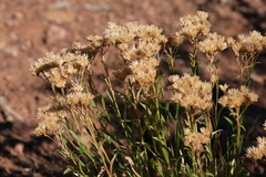 Petradoria pumila