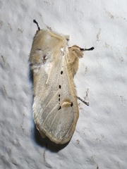 Naroma varipes