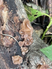 Auricularia angiospermarum
