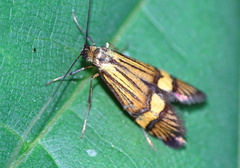 Nemophora degeerella