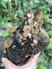 Auricularia angiospermarum