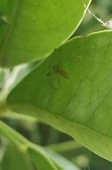 Lyssomanes pauper