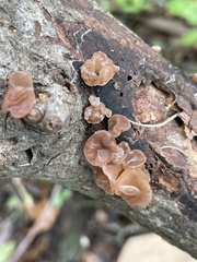 Auricularia angiospermarum