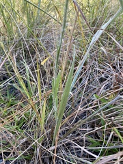 Pityopsis tracyi